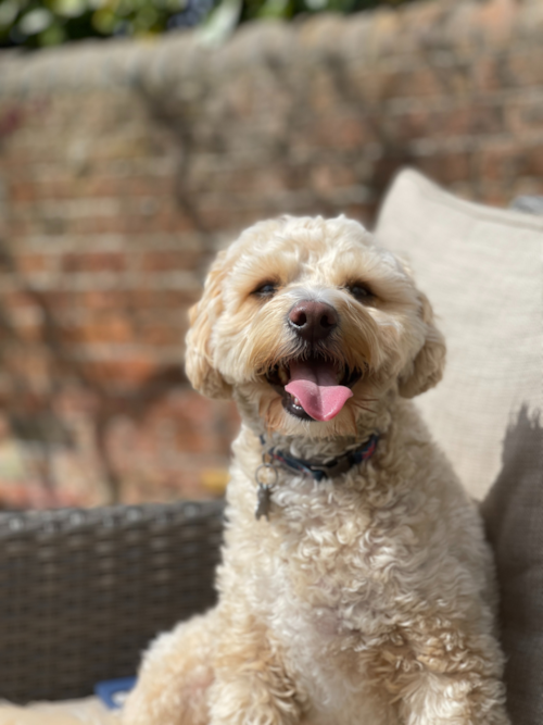 maltipoo with short hair sitting on couch